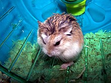 Roborovski hamster Roborovski Dwarf Hamster - Colour Corrected.jpg