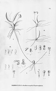 plate 33 Gomesa eleutherosepala (as syn. Rodriguezia eleutherosepala), Gomesa microphyta (as syn. Rodriguezia microphyta)