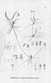 Gomesa eleutherosepala (as syn. Rodriguezia eleutherosepala) plate 33, fig. III in: Alfred Cogniaux: Flora Brasiliensis vol. 3 pt. 6 (1904-1906)