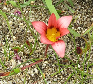 <i>Romulea hirsuta</i> South African plant species