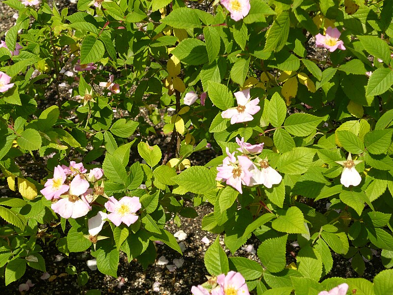 File:Rosa setigera 1.JPG