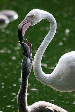 A greater flamingo chick in Zoo Basel is fed crop milk Rosaflamingo-Kuken - Fuetterung mit Kropfmilch.jpg