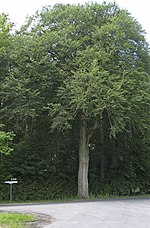 European beech on Kreisstraße 71 opposite the junction with Dorfstraße