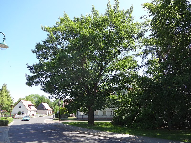 File:Roteiche niemtscherweg senftenberg 2018-05-20 (3).jpg