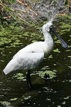 Royal- (or-Black-Billed) -Spoonbill-2, -Vic, -3.1.2008.jpg