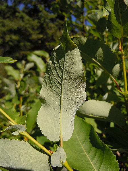 File:Salix eriocephala var. watsonii (5002980720).jpg