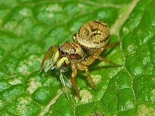 <i>Heliophanus tribulosus</i> Species of spider