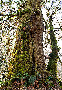The San Juan Spruce, formerly Canada's largest Sitka spruce, 15km east of Port Renfrew San Juan Spruce.jpg