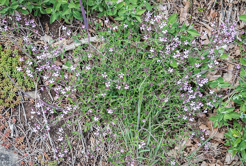 File:Saponaria ocymoides in Aveyron (15).jpg