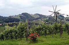 Weinlandschaft im Sausal