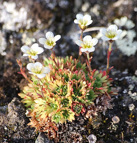 Саксифрага. Камнеломка саксифрага. Камнеломка Арендса. Камнеломка (Saxifraga). Камнеломка дернистая.