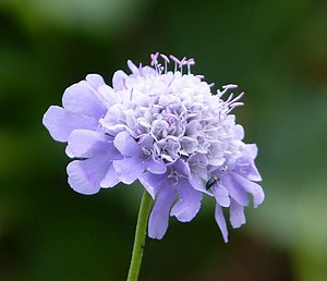 각시체꽃(Scabiosa columbaria)