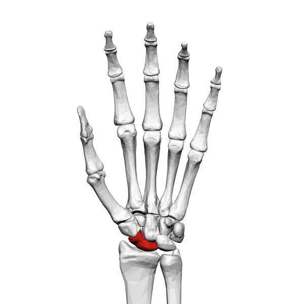 File:Scaphoid bone (left hand) 01 palmar view.png