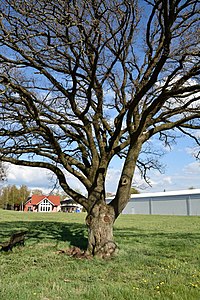 Schleswig-Holstein, Heede, Naturdenkmal 46-02 NIK 2943.JPG