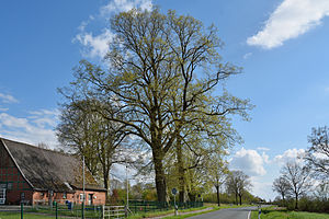 Schleswig-Holstein, Lutzhorn, Naturdenkmal 49-03 NIK 2900.JPG