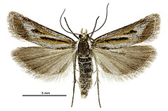 Скопария с.л. subita female.jpg