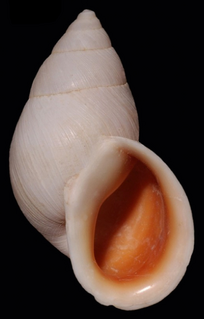 <i>Scutalus phaeocheilus</i> species of mollusc