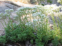 Sedum hirsutum