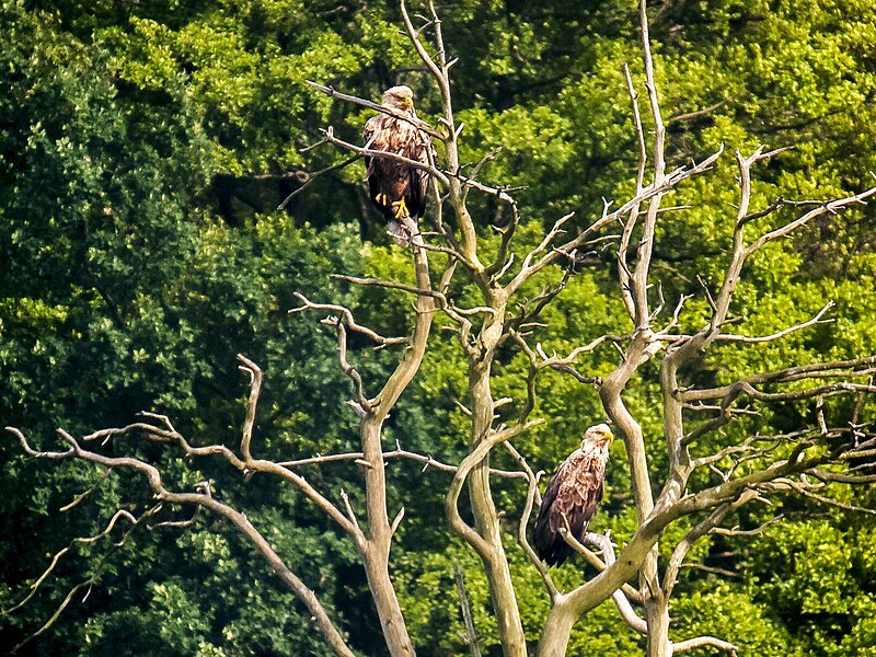 File:Seeadler (2) (34222059003).jpg