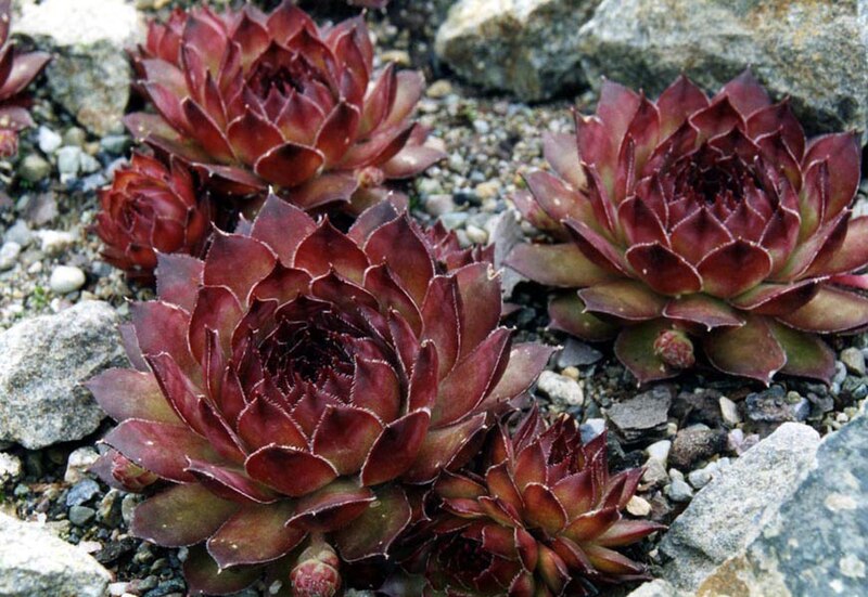 File:Sempervivum marmoreum 'ornatum' 3.jpg