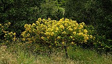Initially an ornamental plant, Senna pendula has become a major pest in eastern Australia and is regarded a Class 4 weed. Senna pendula2.jpg