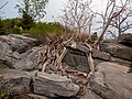 * Nomination Trees overgrowing a rock formation at Shai Hills Resource Reserve --MB-one 12:04, 31 May 2023 (UTC) * Promotion  Support Good quality. --BigDom 17:30, 31 May 2023 (UTC)