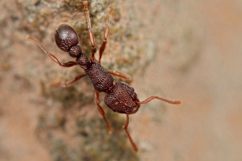 File:Shattuck 53702, Tetramorium, Danum Valley, Sabah-web (5042352613) (2).jpg