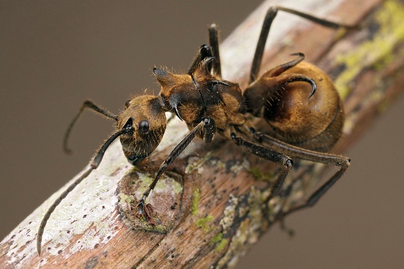 File:Shattuck 53795, Polyrhachis, Danum Valley, Sabah-web (5042353071) (2).jpg