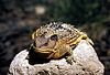 Short-horned lizard