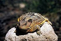Um lagarto com chifres gordo empoleirado em uma rocha cinza brilhante.