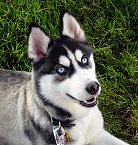 Siberian Husky blue eyes Flickr.jpg
