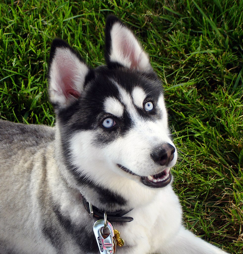 Rummelig loyalitet ikke noget File:Siberian Husky blue eyes Flickr.jpg - Wikimedia Commons