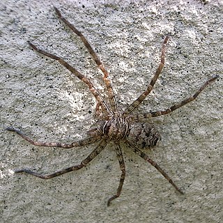 <i>Sinopoda forcipata</i> Species of spider