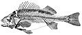 Image 34 Ray-finned fish (from Marine vertebrate)