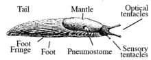 Drawing showing the different external anatomical features of a slug Slug parts.png