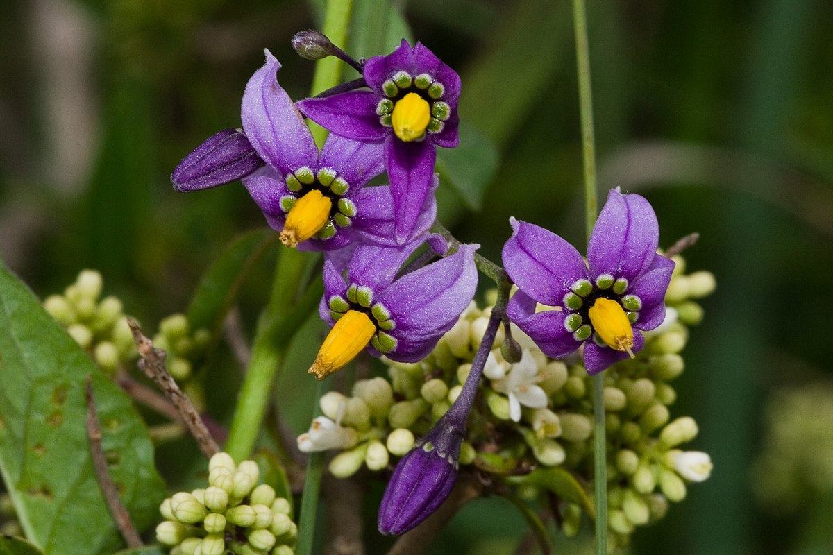 File:Solanum dulcamara-01 (xndr).jpg - Wikimedia Commons