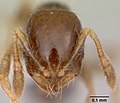 Solenopsis papuana casent0103246 head 1. jpg