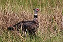 Gritador do sul (Chauna torquata) .JPG