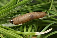 Larva Spilonota laricana larva.jpg