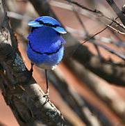 Splendid Fairywren