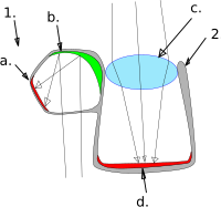 Left: The barreleye has barrel-shaped, telescopic eyes which aregenerally directed upwards, but can also be swivelled forward---------------------------------------------------------------------Right: The brownsnout spookfish is the only vertebrate knownto employ a mirror eye (as well as a lens):(1) diverticulum (2) main eye(a) retina (b) reflective crystals (c) lens (d) retina