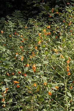 Spotted Jewelweed (Impatiens capensis)