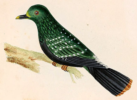 Птица с чешуей. Новокаледонский пестрый голубь. Пятнистый зеленый голубь. Желтоногий зеленый голубь. Caloenas maculata.