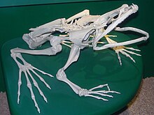 Squelette de Conraua goliath.JPG