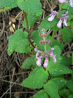 <i>Stachys bullata</i> Species of flowering plant