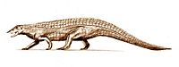 An artist's Stagonolepis. Stagonolepis.jpg