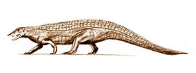Stagonolepis