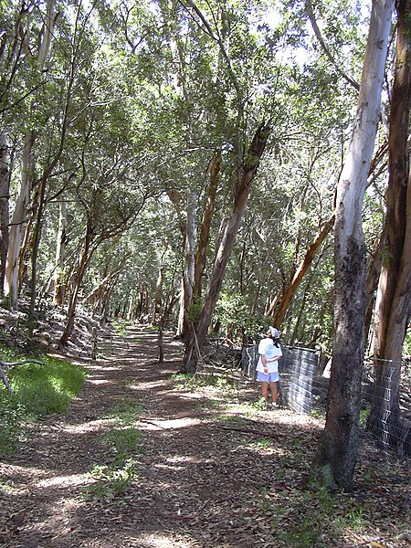 File:Starr-040812-0047-Eucalyptus sp-habit-Kauhikoa hill-Maui (24715331895).jpg