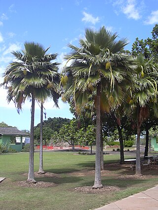 <i>Pritchardia thurstonii</i> Species of palm