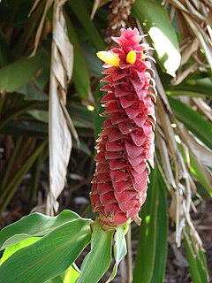 Description de l'image Starr 071024-0437 Costus comosus.jpg.